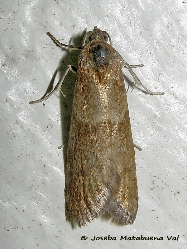 Micro da id. 3: Tortricodes alternella - Tortricidae